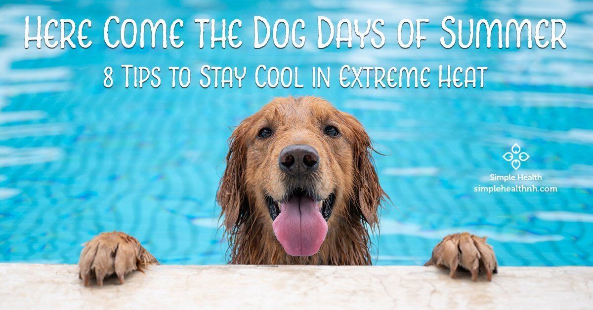 Dog Days of Summer - 8 Tips to Stay Cool in Extreme Heat